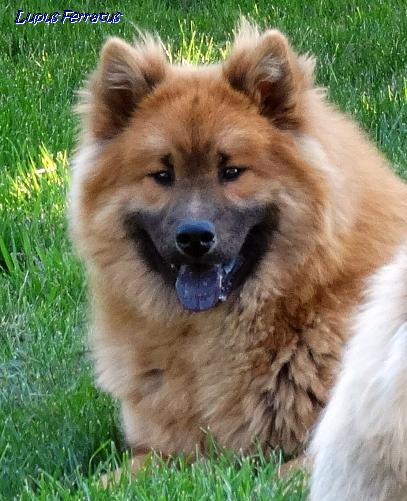 AUREA ARYA Lupus Ferratus - Lupus Ferratus FCI Eurasier